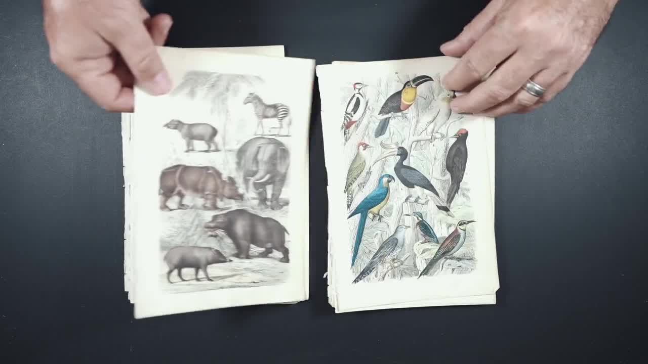 正規店仕入れの 1871 Zebra, Indian Elephant, Rhinoceros, Hippopotamus 食器